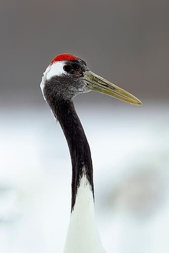 Japan-Hokkaido-Kushiro Wildlife Print